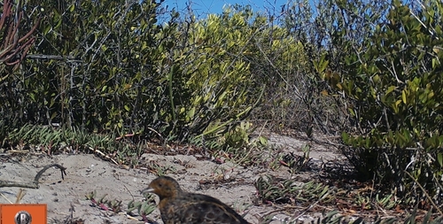 iNaturalist image