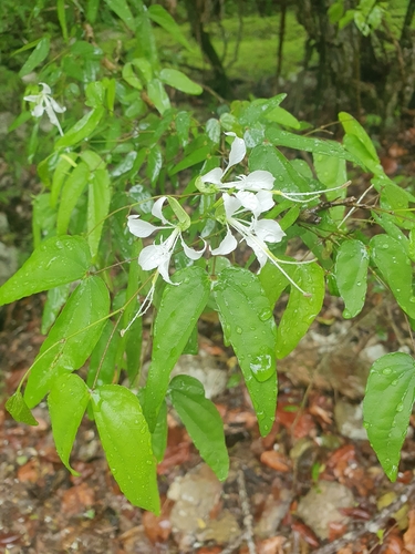 Bauhinia divaricata