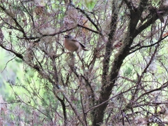 Regulus regulus ellenthalerae