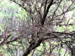 Regulus regulus ellenthalerae