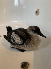 Cepphus grylle faeroeensis