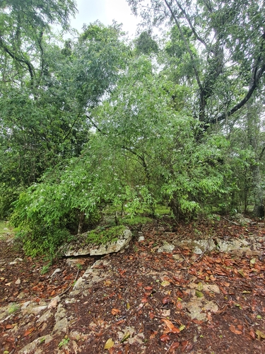 Bauhinia divaricata
