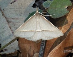 Epidesmia perfabricata