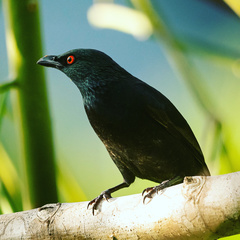 Aplonis striata striata