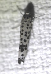 Yponomeuta pustulellus