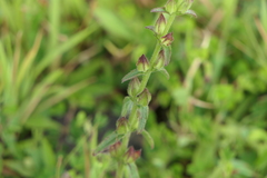 Centranthera indica