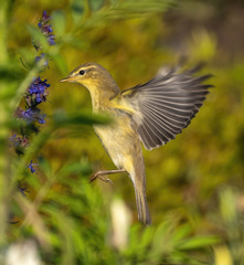 Willow Warbler photo 6