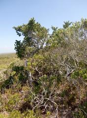 Robsonodendron maritimum