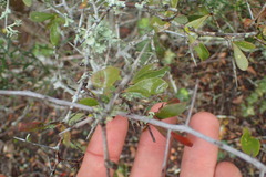 Gymnosporia polyacantha