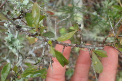 Gymnosporia polyacantha