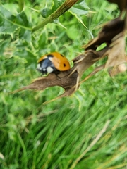 Coccinella septempunctata
