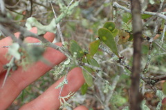 Gymnosporia polyacantha