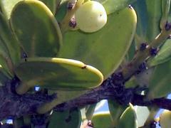 Robsonodendron maritimum