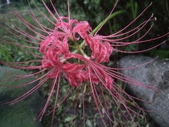 Lycoris radiata