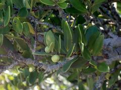Robsonodendron maritimum