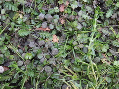 Lobelia perpusilla