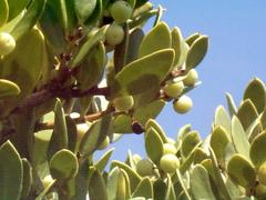 Robsonodendron maritimum