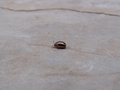 Desmogramma