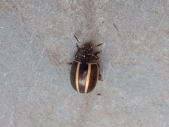 Desmogramma