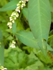 Persicaria mitis