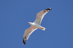 Larus michahellis