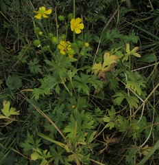 Ranunculus propinquus
