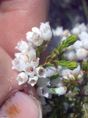 Erica capensis