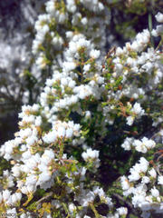 Erica capensis