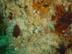 Polycera capensis