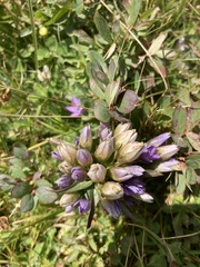 Gentianella germanica