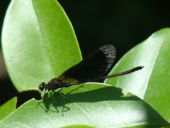 Calopteryx haemorrhoidalis
