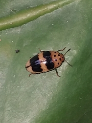 Mycotretus puncticeps