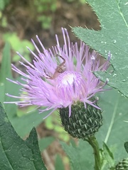 Cirsium