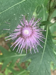 Cirsium
