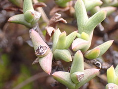 Ruschia depressa