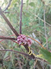 Cuscuta europaea