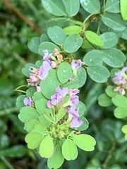 Lespedezinae