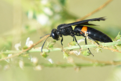 Stizoides renicinctus