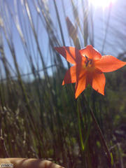 Gladiolus priorii