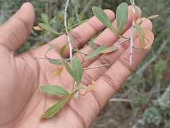 Searsia pterota