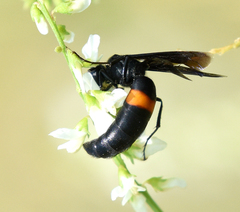 Stizoides renicinctus