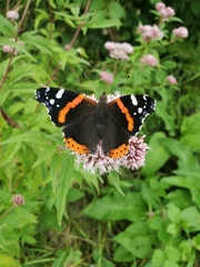 Vanessa atalanta