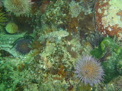 Caffrogobius nudiceps