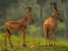 Alcelaphus buselaphus lelwel