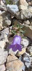 Campanula alpestris