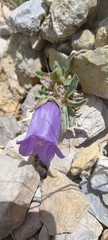 Campanula alpestris