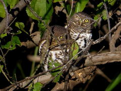 Glaucidium capense ngamiense