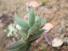 Crassula mesembryanthoides