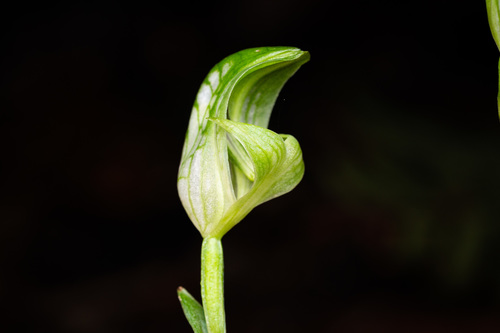 Pterostylis bureaviana observed 2021-07-25