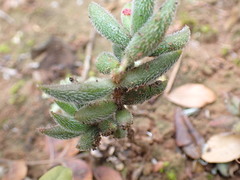 Crassula mesembryanthoides